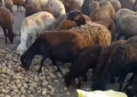 سود نجومی سالِ قبل، ضرر هنگفت امسال