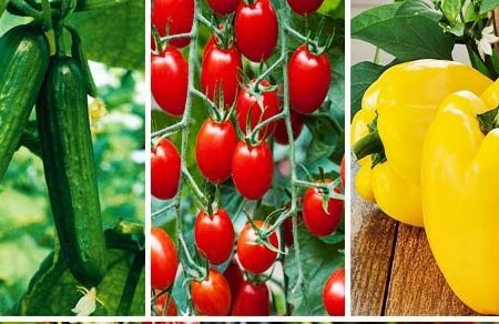 همدان، پیشگام در صادرات محصولات گلخانه‌ای