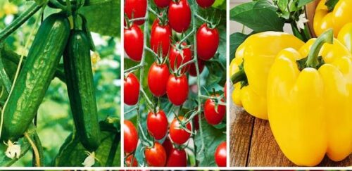 همدان، پیشگام در صادرات محصولات گلخانه‌ای