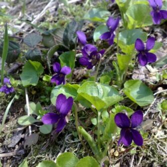 ۵ میلیون بوته گل بنفشه در شهر ملایر کاشته شد