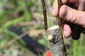 سرشاخه‌کاری ۶ هزار پیوندک گردو در اسدآباد