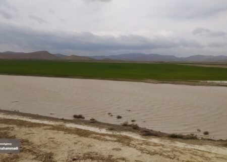 پرندگان سیبری و قفقاز، مهمانان آق گل در بهار ۱۴۰۳