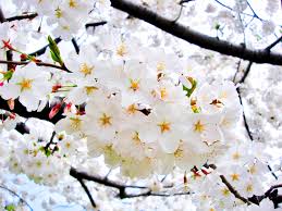 فصل بهار و بلاتکلیفی در جهاد کشاورزی بهار