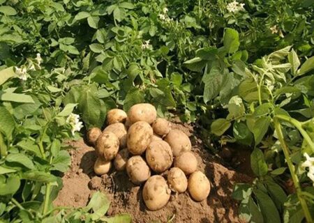بهار تشنه صنایع تبدیلی، سیب‌زمینی تشنه قیمت