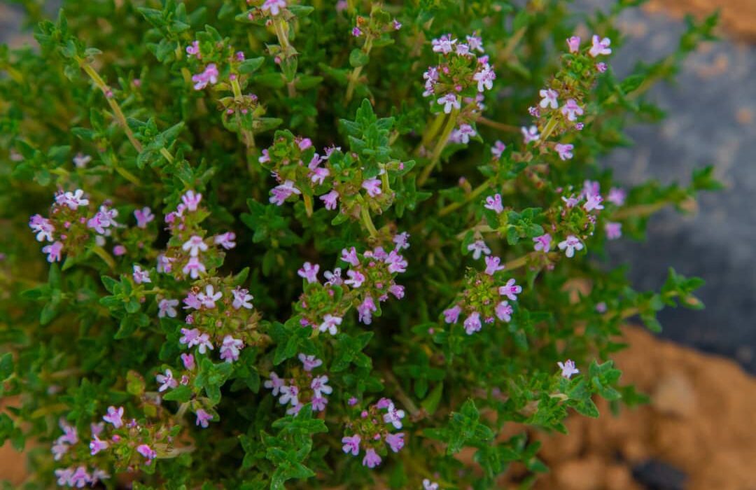 گیاهان دارویی ثروتی گران‌بها اما مغفول مانده