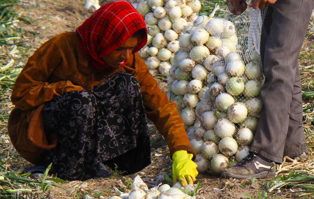 کشاورزی رکن اصلی توسعه اقتصادی