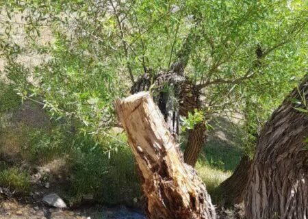 قطع شبانه درختان یکی از مناطق گردشگری نهاوند+تصاویر