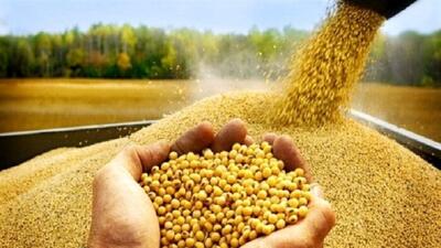 تولید ۷۰ درصد بذر اصلاح‌شده گندم استان در نهاوند