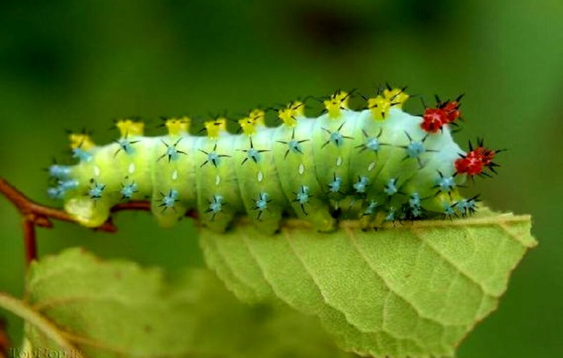 نوغانداری همدان در بند کمآبی و نبود توتستان