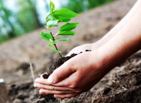 اجرای پویشهای درختکاری در راستای فرهنگسازی