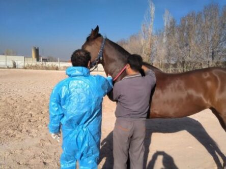 سازمان دامپزشکی باید پاسخگو باشد