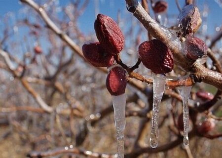 کشاورزان همدانی در برابر سرما آماده‌باش باشند