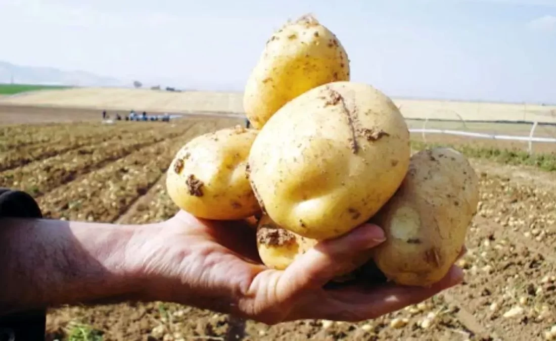 ما محتکر نیستیم