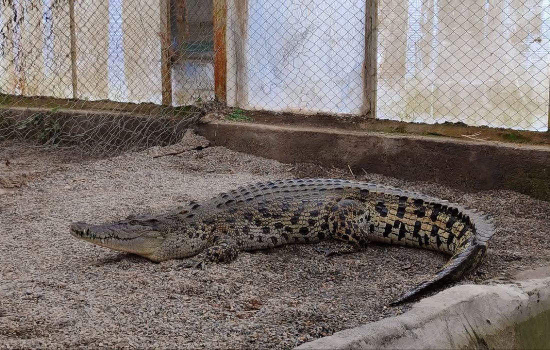 مزرعه کروکودیل ملایر مجموعهای بینظیر در خاورمیانه