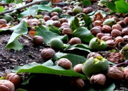 سرمایه گذاری در کشاورزی تویسرکان سودآوری جهانی