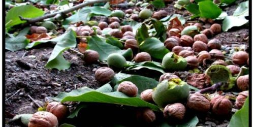 سرمایه گذاری در کشاورزی تویسرکان سودآوری جهانی