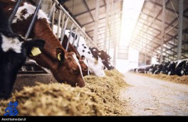 ناکارآمدی دولت صنعت دامداری را به لبه پرتگاه کشانده است/ حذف دام‌های مولد در پی کمبود نهاده‌های دامی