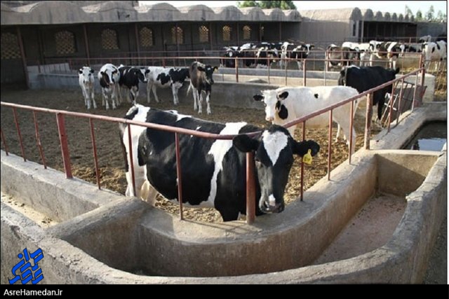 عدم ذبح دام مولد تضمینی برای تولید فردا