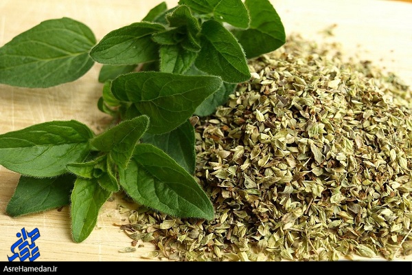 برنامه  کشت گیاهان دارویی در طرح جهش تولید همدان