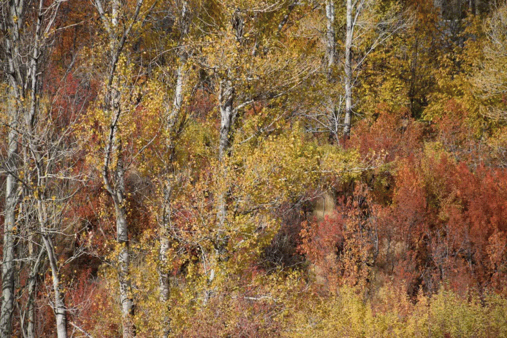 رقص قلم باشکوه نقاش طبیعت بر روی بومی به بلندای گیتی