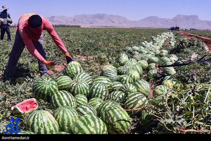 هندوانه در فروچاله بی تدبیری مسئولین