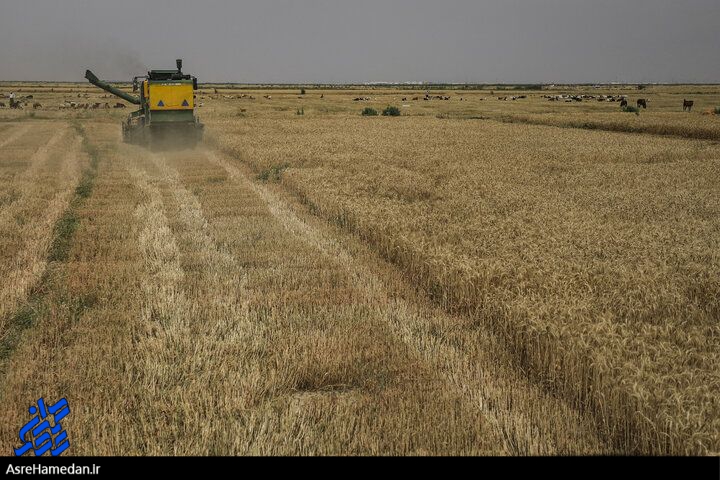 شناسایی و معرفی ۵۹ مورد جهت کشت دوم و کشت دیرهنگام