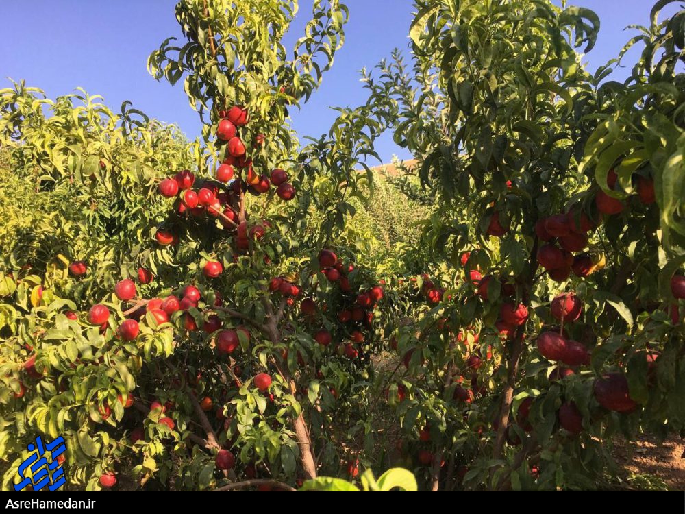 برداشت هلو و شلیل از باغات نهاوند