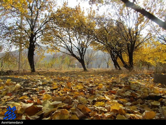 نمایی از رخ زیبای فصل خزان اسدآباد در اواسط آذر