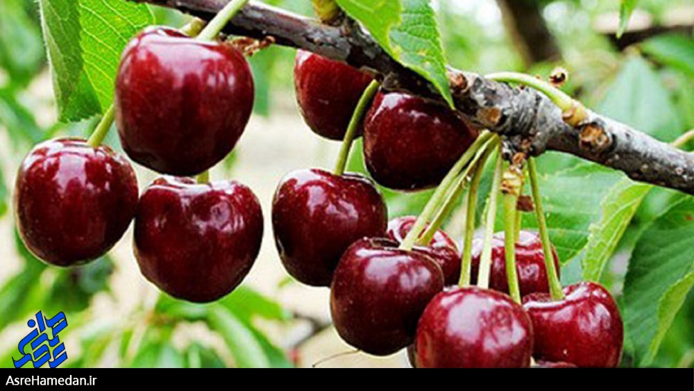 برداشت ۴ هزار تن آلبالو از باغ‌های ملایر