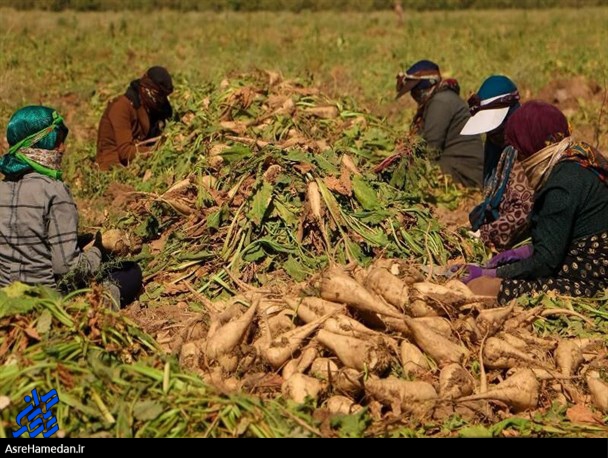 عایدی چغندرکاران از دسترنجشان، ناچیز است/ اجحاف در حق کشاورزان