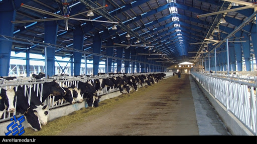 صنعت دامپروری توانایی تبدیل به قدرت اقتصادی را داراست/خودکفایی در تولید گوشت