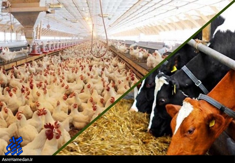 میلیاردها دلار ارز دولتی که مستقیما جیب و سفره مردم را هدف گرفت/دامداران در دام دلال ها و رانت خواران