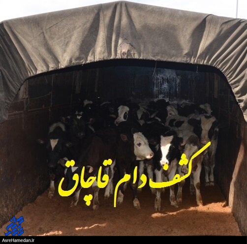 کشف دام قاچاق در تویسرکان