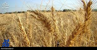 حدود ۳۸ درصد اراضی کشاورزی شهرستان بهار دیم است/ ادامه اجرای طرح جهش تولید در دیم‌زارهای بهار