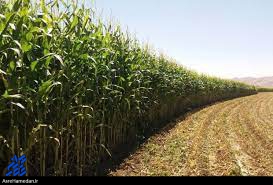 کشت ۴ هزار و ۴۱۵ هکتار ذرت علوفه ای در استان