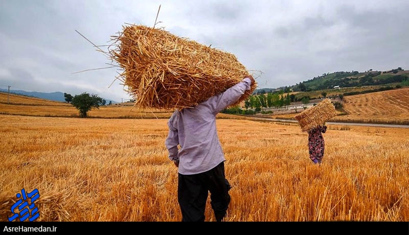 پیش‌بینی برداشت ۳۲ هزار تن گندم و جو با اجرای طرح جهش تولید در دیم‌زارها