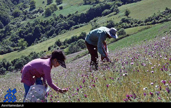 همدان خاستگاه هزار ۶۰۰ گونه گیاه مصرفی در مراتع که با خشکسالی مواجه است