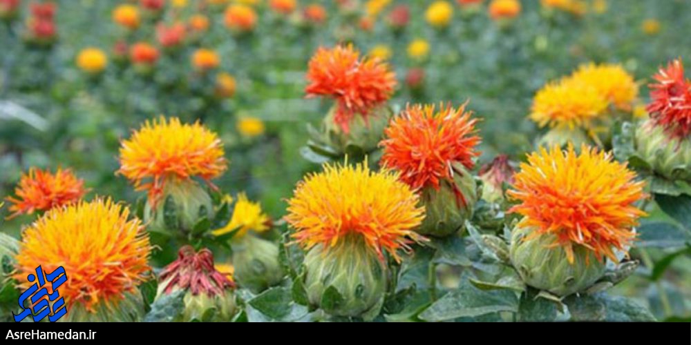 شهرستان کبودرآهنگ؛ رتبه نخست تولید گلرنگ در کشور