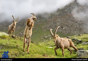 پخش مستند «پازن های خانگرمز» در شبکه مستند سیما