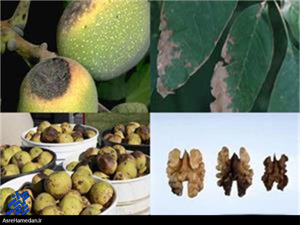 روش های ساده، اما موثر برای نابودی کرم مغز خور گردو/باغداران گوش به زنگ؛ کرم ها بر تن باغ ها زخم نزنند