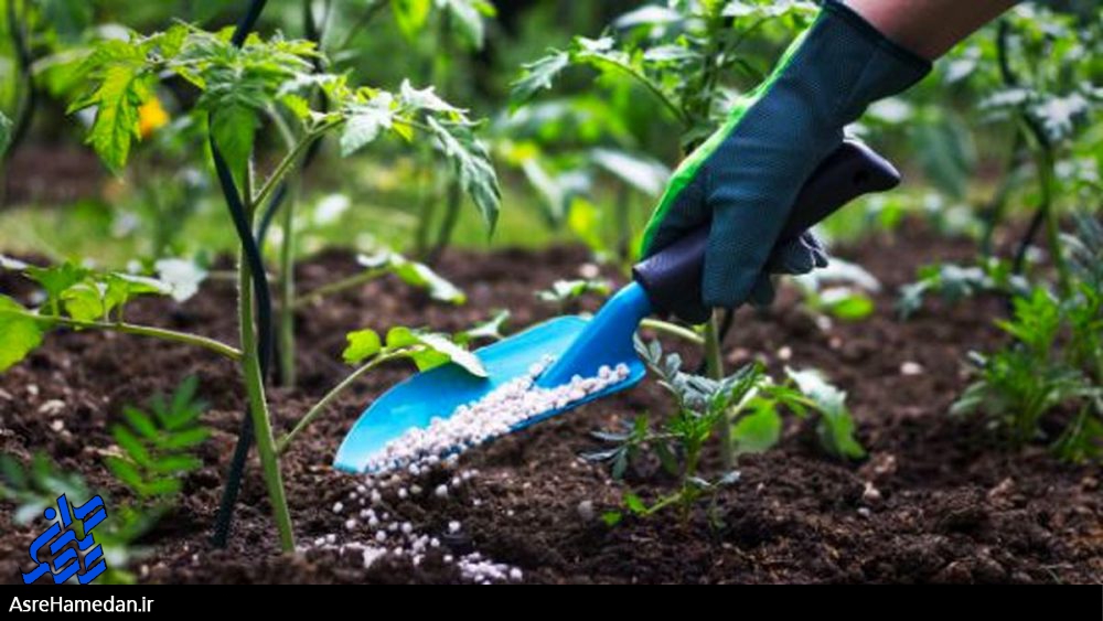 ۷۰ درصد کودهای شیمیایی مورد نیاز کشاورزی استان همدان تأمین شد/برگزاری همایش آموزشی ترویجی با حضور ۲۰ تولید کننده در همدان