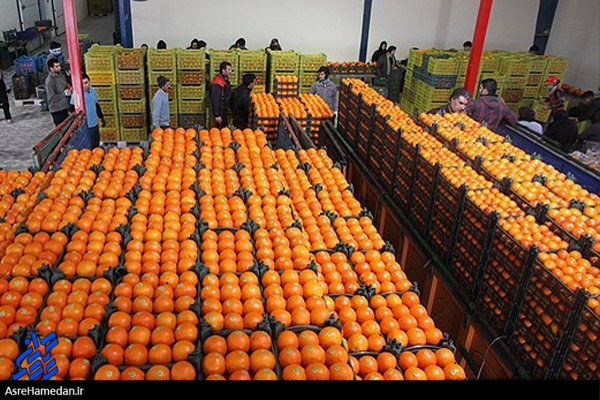 حرص و طمع دلالان، بی تدبیری دولت و فاسد شدن ده ها تن میوه در همدان/تا میوه ها فاسد نشده اند، آن ها را برای توزیع رایگان در اختیار نهادهای مربوط قرار دهید