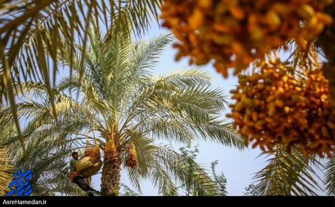 صادرات نخل‌ از سیستان وبلوچستان به کشور‌های حوزه خلیج فارس صحت ندارد