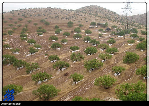 نهالکاری در ۲۰۰ هکتار از مراتع همدان