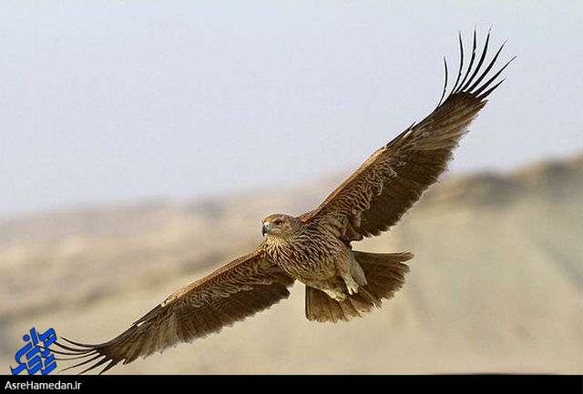 رهاسازی یک بهله عقاب طلایی توسط دوستداران محیط زیست در نهاوند/ نگرانی کشاورزان از خسارت گراز به مزارع بخش گیان