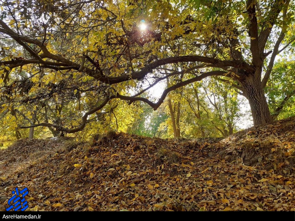نغمه دل انگیز خش خش برگ ها در پاییز تویسرکان/باران ترانه می خواند+ تصاویر