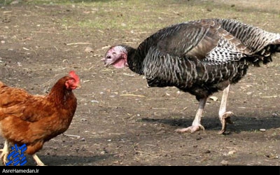 کارآفرینی جوان تویسرکانی در پرورش مرغ و بوقلمون/چرخش چرخ اقتصاد با تفکر بسیجی محقق شدنی است