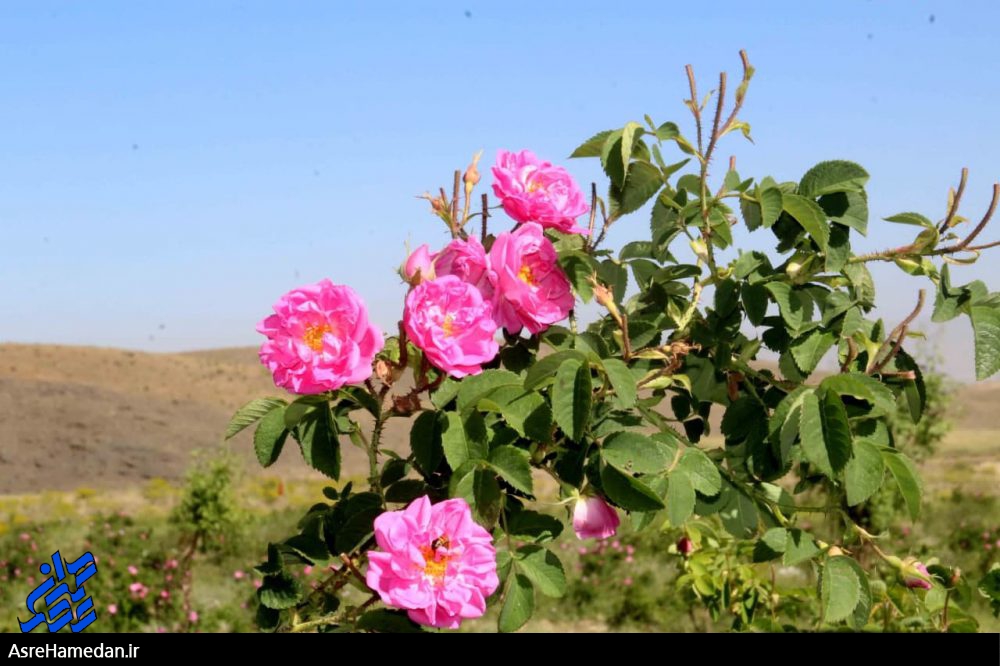 برداشت گل محمدی از مزارع ملایر