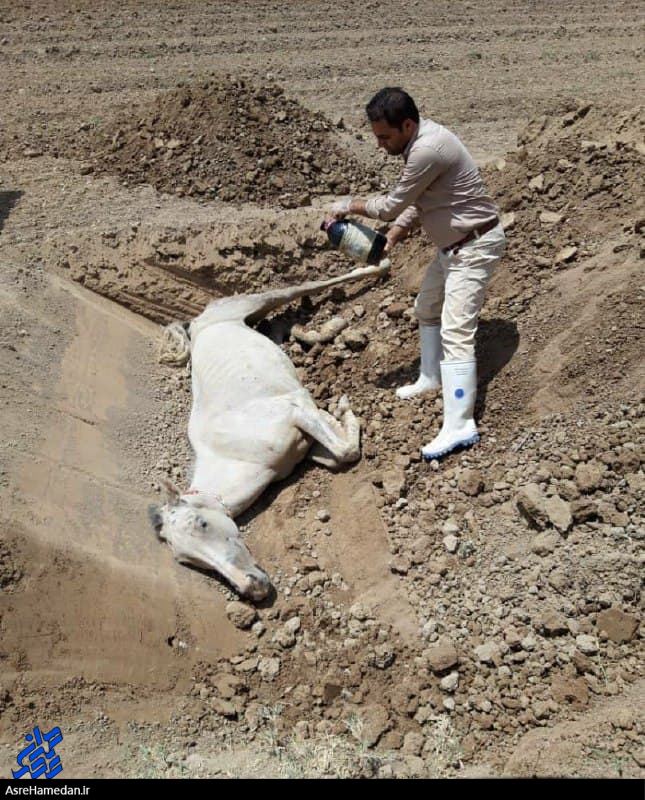 معدوم‌سازی یک رأس اسب در نهاوند به دلیل بیماری مشمشه
