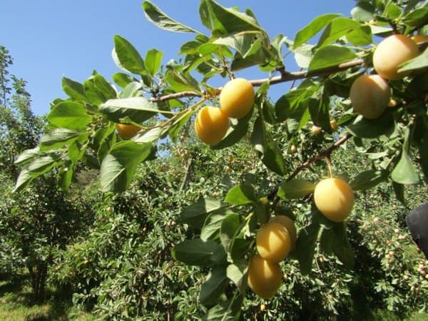 آلو، قطره‌هایی از طلا بر روی درختان روستای ملحمدره